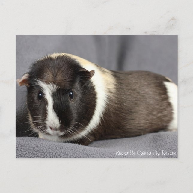 Stunning Guinea Pig Postcard (Front)