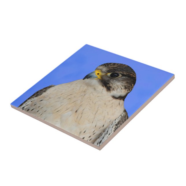 Stunning Gyrfalcon Saker Hybrid Falcon Ceramic Tile (Side)