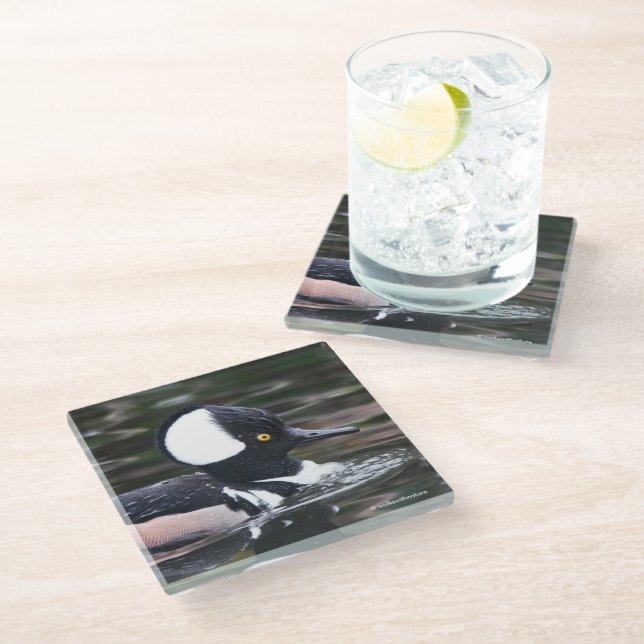 Stunning Hooded Merganser Duck in Pond Glass Coaster (Angled)