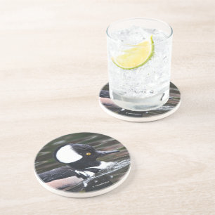 Stunning Hooded Merganser Duck Swims By Coaster