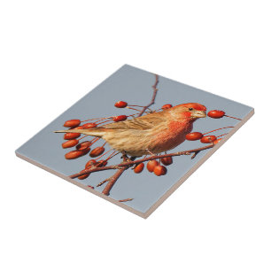 Stunning House Finch with Hawthorn Berries Ceramic Tile