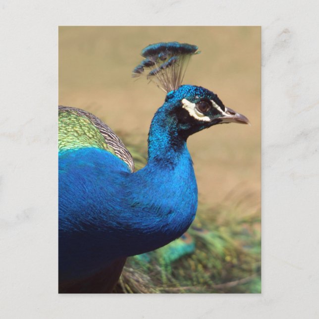 Stunning Indian Peacock Postcard (Front)