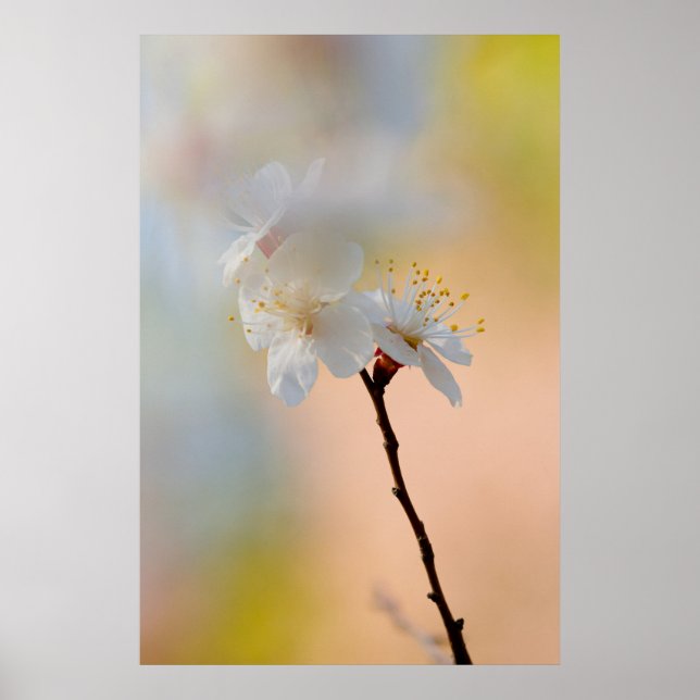 Stunning Japanese Apricot Flowers Poster (Front)