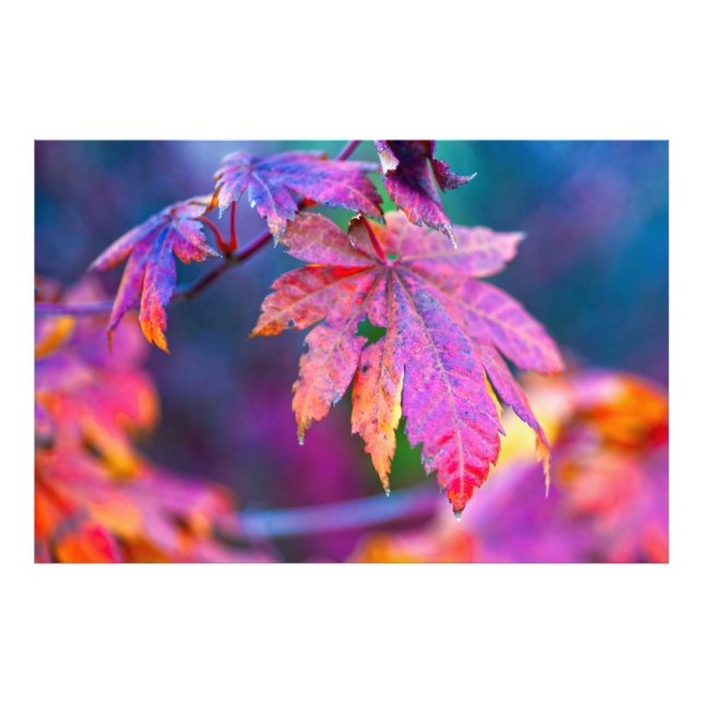 Stunning Japanese Maple leaves Photo Print (Front)