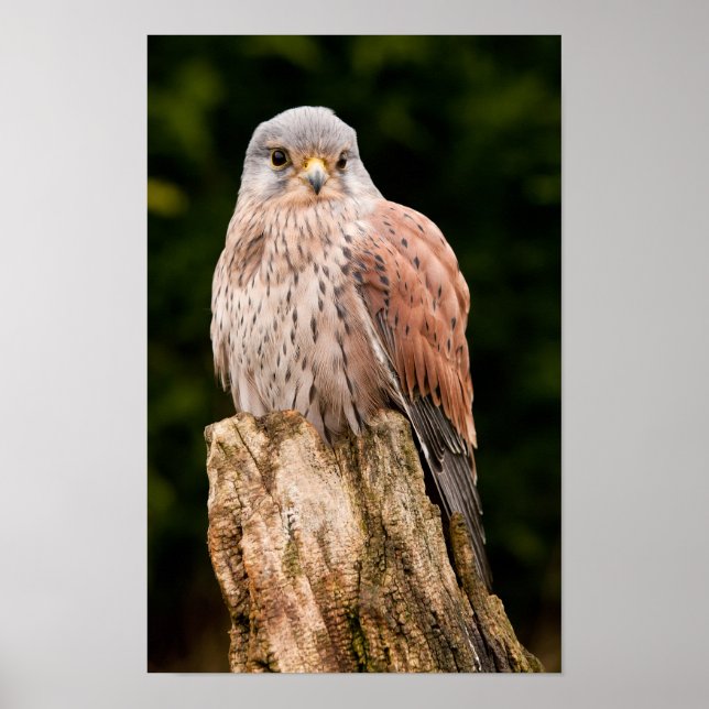 Stunning kestrel sat on a tree stump poster (Front)