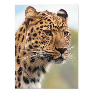 Stunning leopard portrait photo print