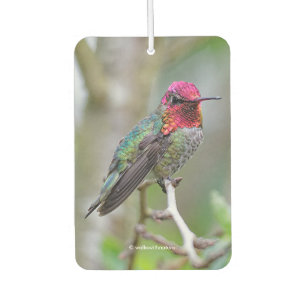 Stunning Male Anna's Hummingbird in Plum Tree Car Air Freshener