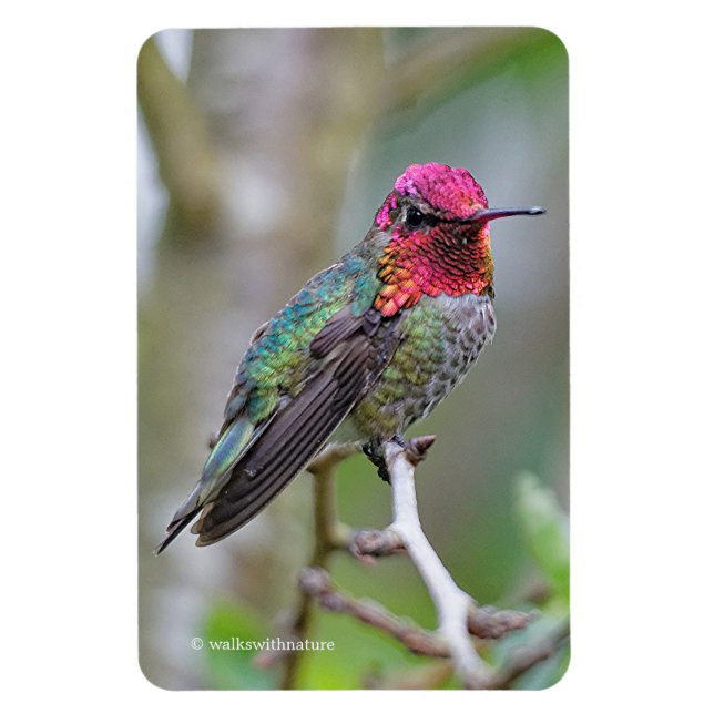 Stunning Male Anna's Hummingbird in Plum Tree Magnet (Vertical)