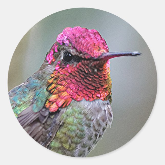 Stunning Male Anna's Hummingbird on the Plum Tree Classic Round Sticker (Front)