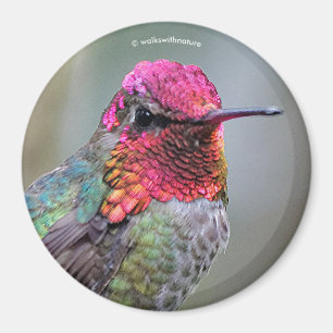 Stunning Male Anna's Hummingbird on the Plum Tree Magnet