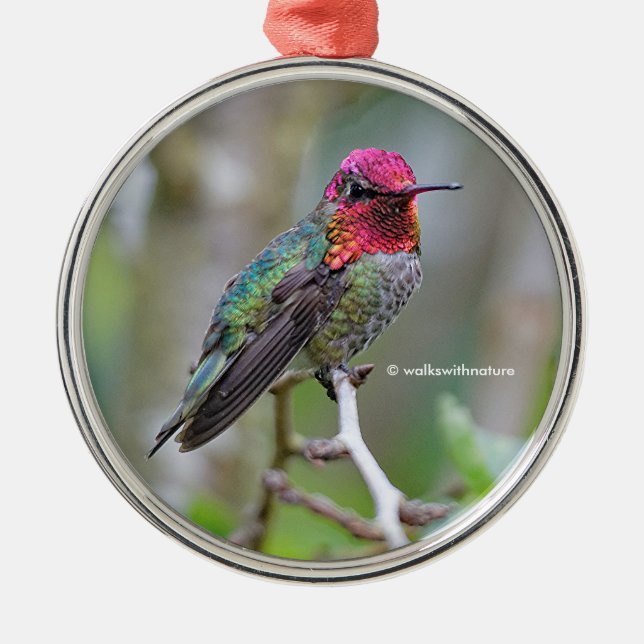 Stunning Male Anna's Hummingbird on the Plum Tree Metal Ornament (Front)
