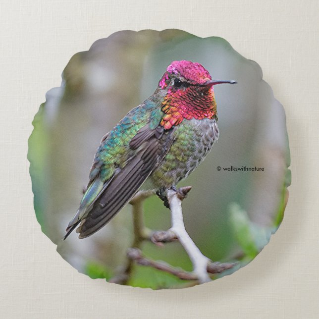 Stunning Male Anna's Hummingbird on the Plum Tree Round Cushion (Front)