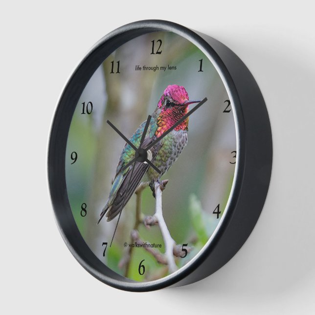 Stunning Male Anna's Hummingbird on the Plum Tree Wall Clock (Angle)