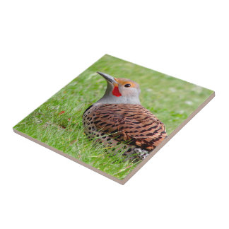 Stunning Northern Flicker Foraging in the Grass Ceramic Tile