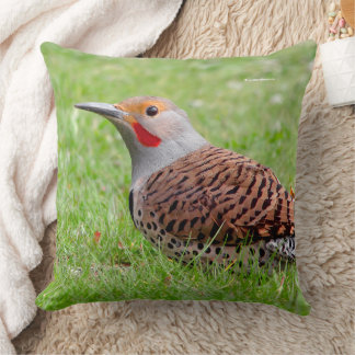 Stunning Northern Flicker Foraging in the Grass Cushion