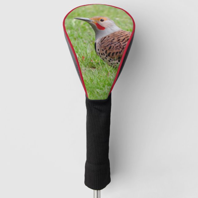 Stunning Northern Flicker Foraging in the Grass Golf Head Cover (Front)