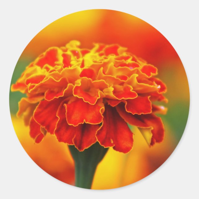 Stunning Orange Marigold Classic Round Sticker (Front)