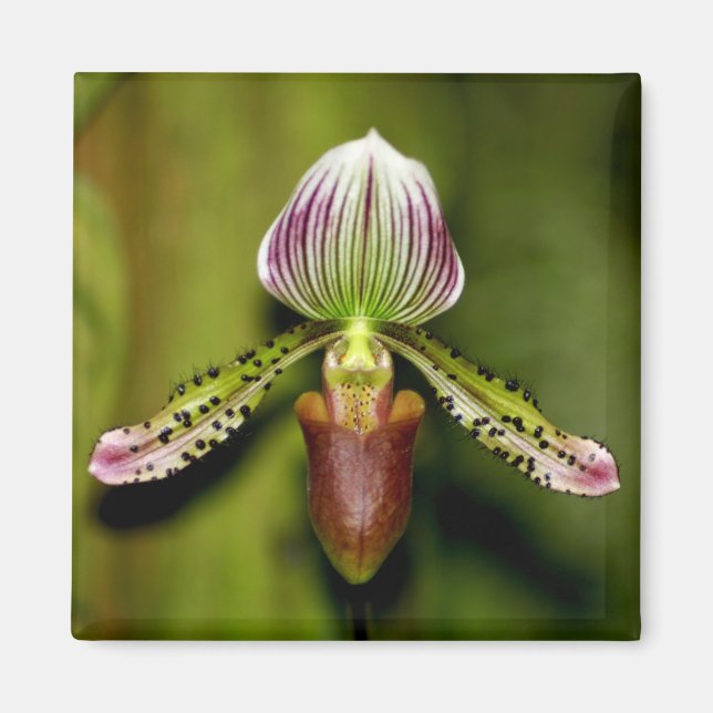 Stunning Orchid Magnet (Front)
