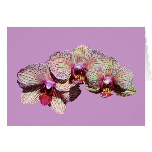 Stunning Orchids Trio Flower Card (Front Horizontal)