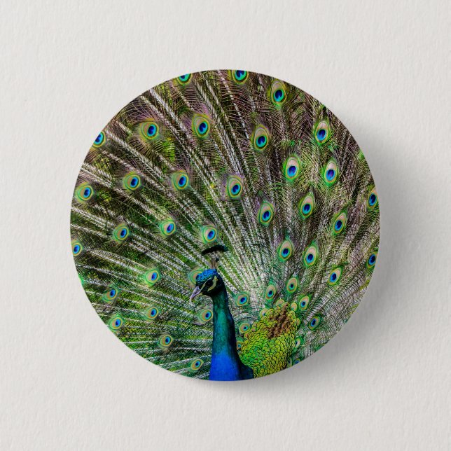 Stunning Peacock  and feathers photo accessories 6 Cm Round Badge (Front)