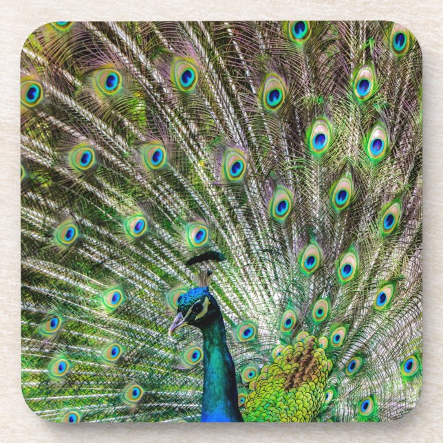 Stunning Peacock  and feathers photo accessories Coaster (Front)