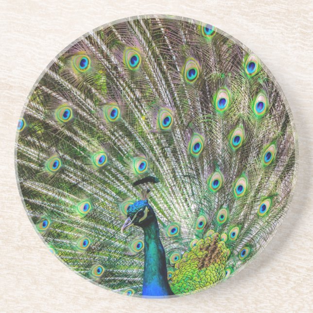 Stunning Peacock  and feathers photo accessories Coaster (Front)