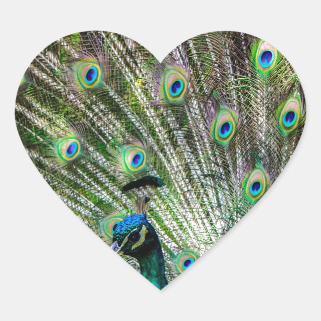 Stunning Peacock  and feathers photo accessories Heart Sticker (Front)