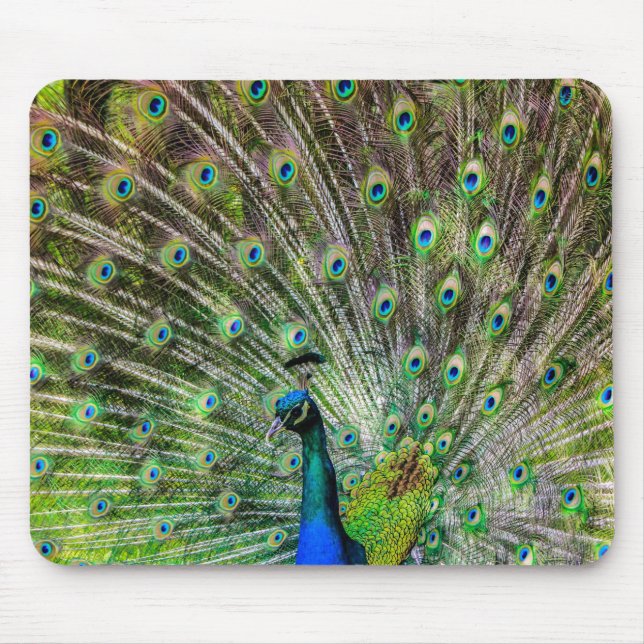 Stunning Peacock  and feathers photo accessories Mouse Pad (Front)