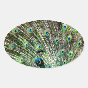 Stunning Peacock and feathers photo accessories Oval Sticker