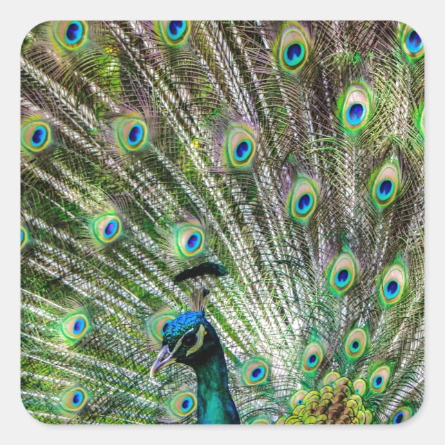 Stunning Peacock  and feathers photo accessories Square Sticker (Front)