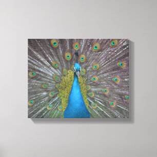 Stunning Peacock Canvas Print
