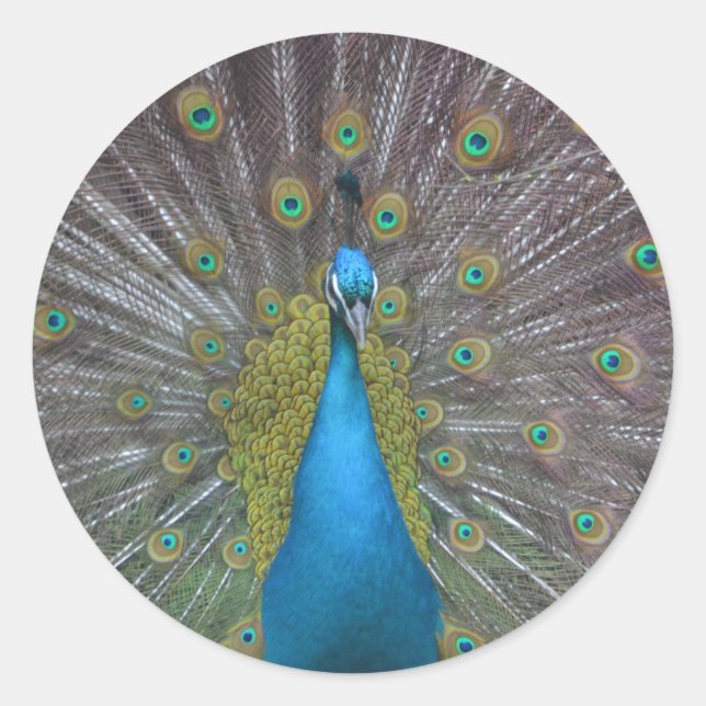 Stunning Peacock Classic Round Sticker (Front)