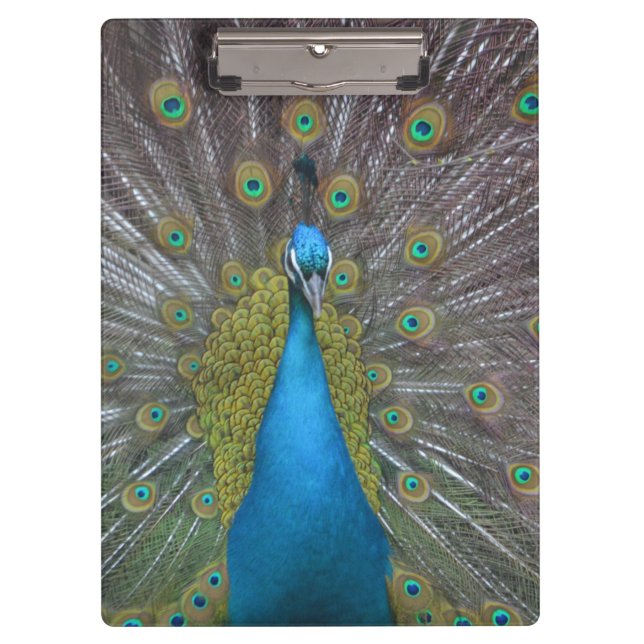 Stunning Peacock Clipboard (Front)