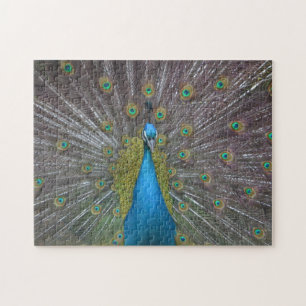 Stunning Peacock Jigsaw Puzzle