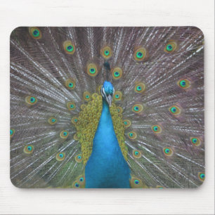 Stunning Peacock Mouse Pad