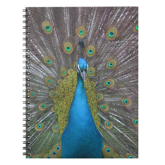 Stunning Peacock Notebook (Front)