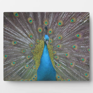 Stunning Peacock Plaque