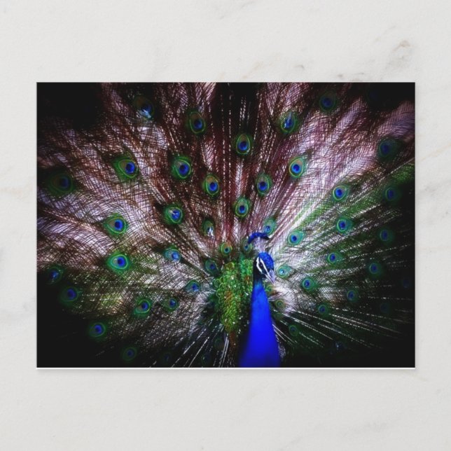 Stunning Peacock, Postcard (Front)