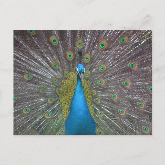 Stunning Peacock Postcard (Front)