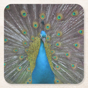 Stunning Peacock Square Paper Coaster