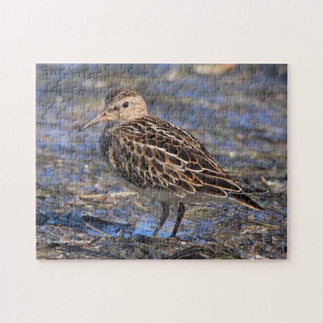 Stunning Pectoral Sandpiper Shorebird on the Beach Jigsaw Puzzle (Horizontal)