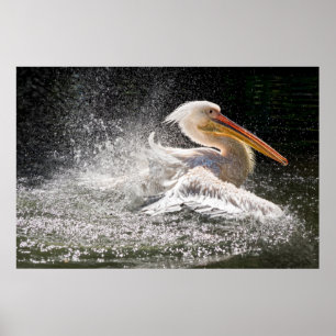 Stunning pelican in water poster