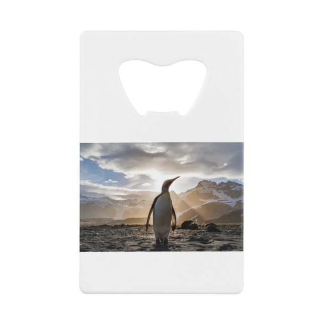 Stunning picture of a penguin (Front)