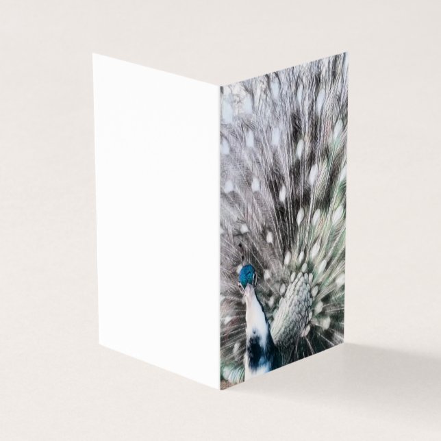 Stunning Pied Peacock - blank gift tag set (Outside)