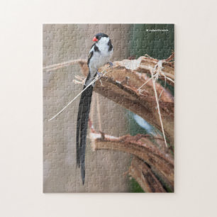 Stunning Pin-Tailed Whydah Songbird Jigsaw Puzzle
