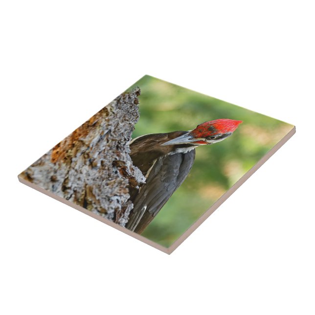 Stunning Portrait of Pileated Woodpecker on Tree Ceramic Tile (Side)