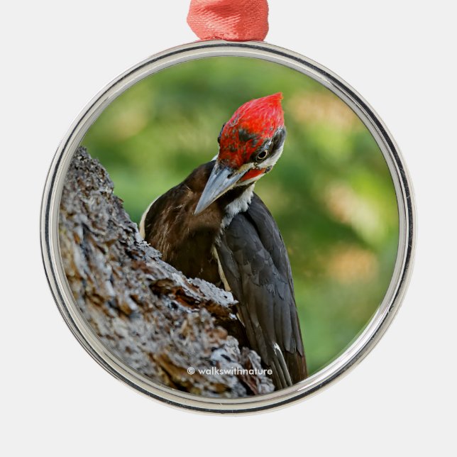 Stunning Portrait of Pileated Woodpecker on Tree Metal Ornament (Front)