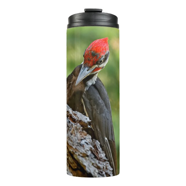 Stunning Portrait of Pileated Woodpecker on Tree Thermal Tumbler (Front)