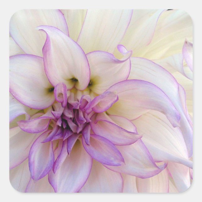 Stunning Purple and White Dahlia Flower Square Sticker (Front)