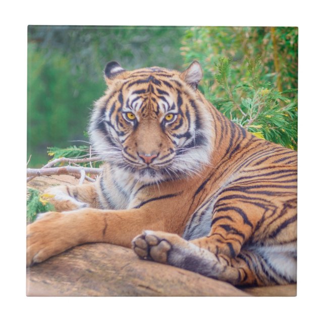 Stunning Reclining Tiger Photograph Ceramic Tile (Front)